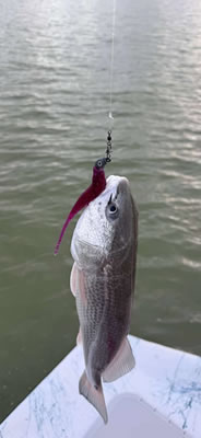 Slay the Bay Fishing Photo Gallery