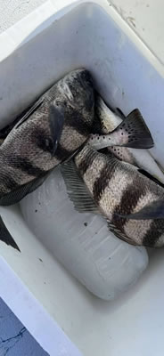 Slay the Bay Fishing Photo Gallery