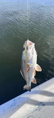 Slay the Bay Fishing Photo Gallery